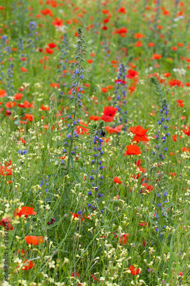 red poppies among the meadow