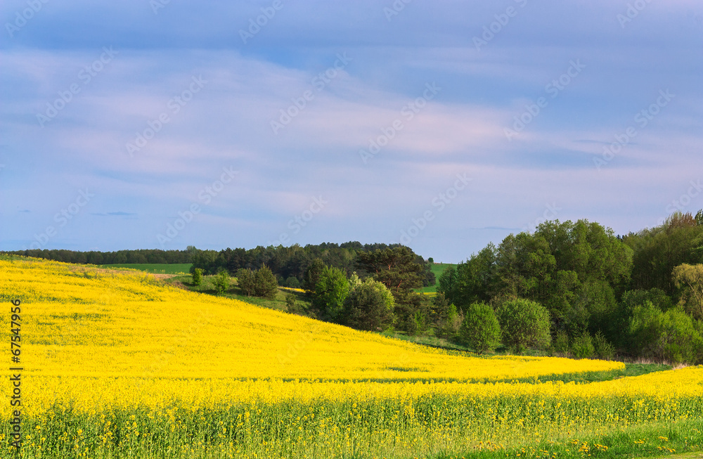Blossoming field and skyscape