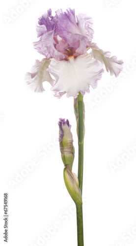 Fototapeta Naklejka Na Ścianę i Meble -  iris