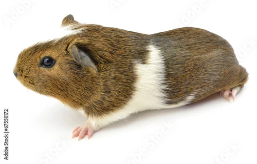 Obraz świnka morska