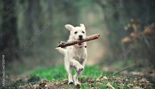 White puppy running with a stick