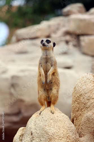 Meerkat