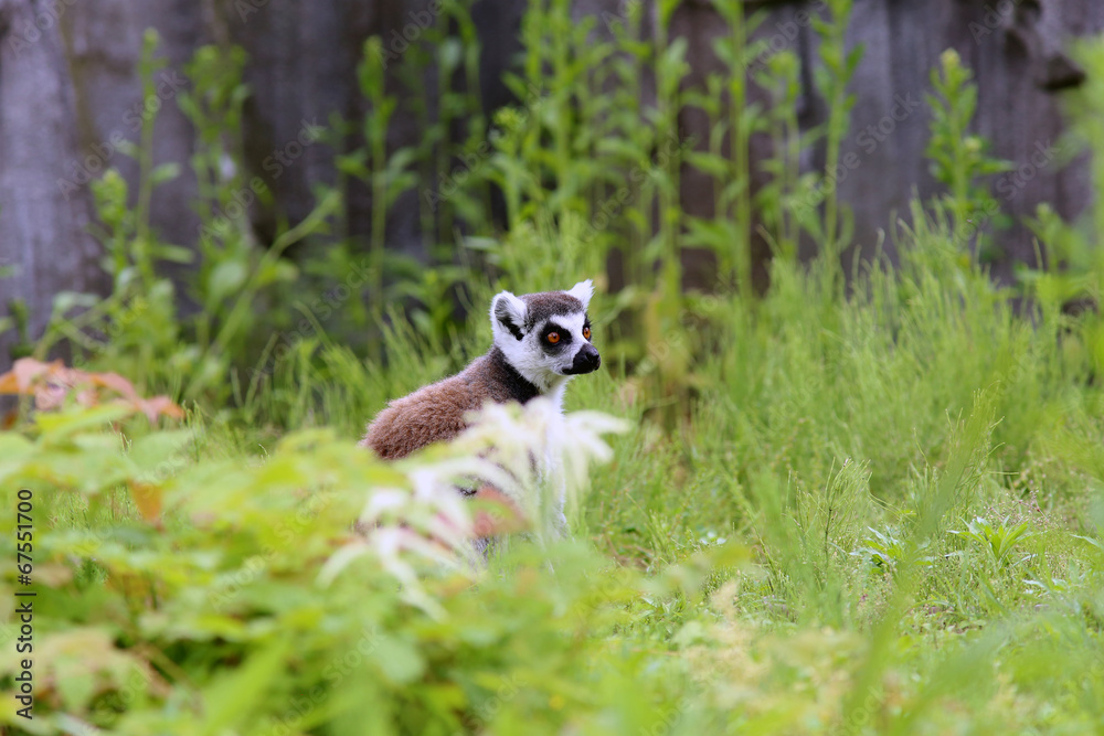 Lemur