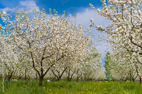 Apple Tree Blossom with White Flowers