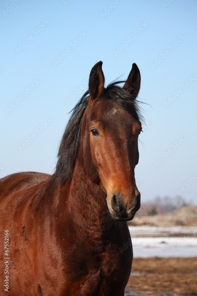 Fototapeta premium Beautiful horse portrait in early spring