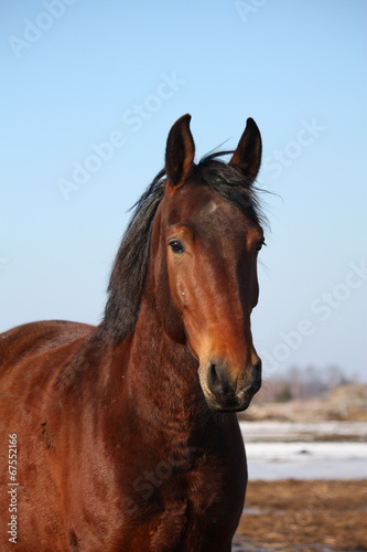 Fototapeta Naklejka Na Ścianę i Meble -  Beautiful horse portrait in early spring