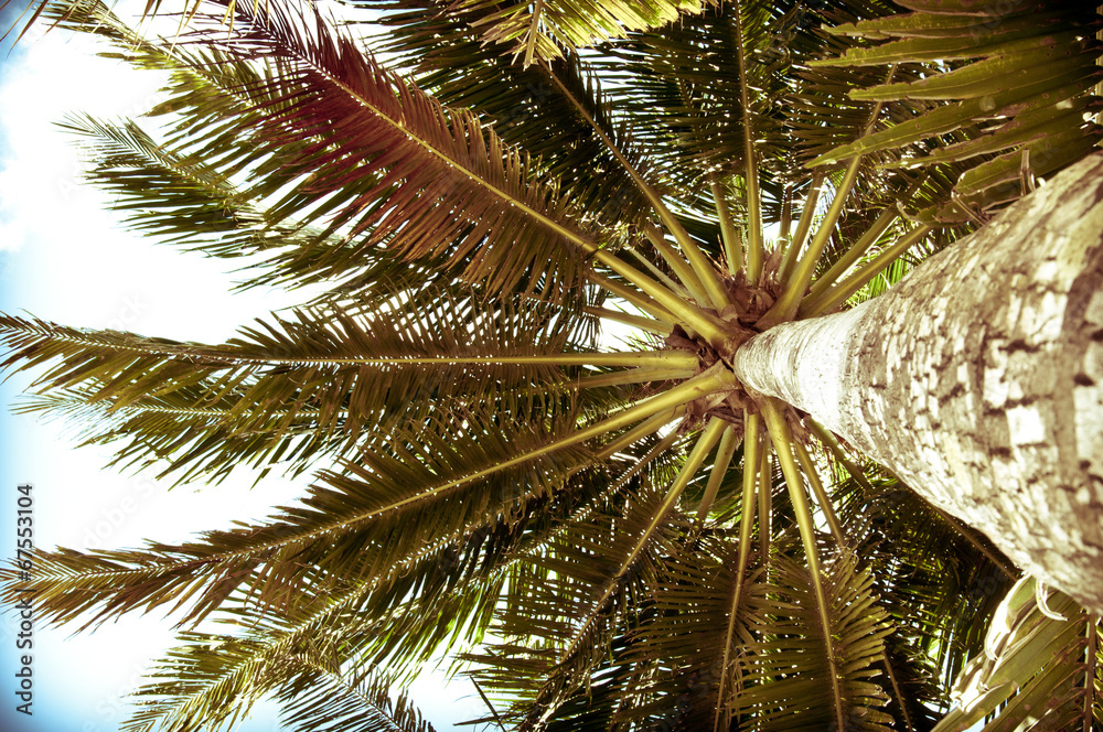 Palm tree with Retro summer filter effect