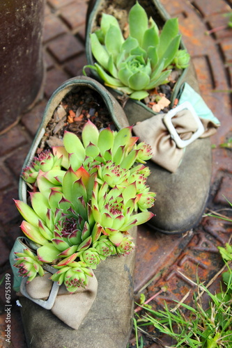 Fetthennen (Sedum) in ausgedienten alten Schuhen photo