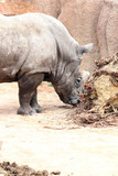 Rhinoceros eating