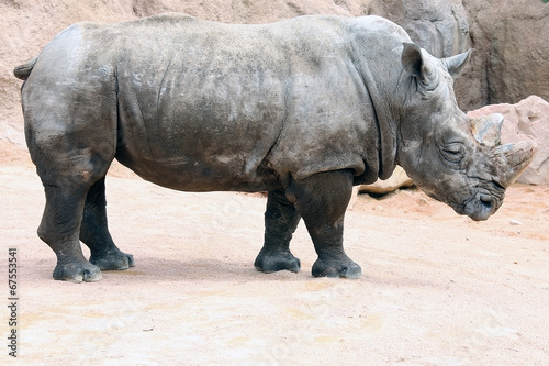 Rhinoceros