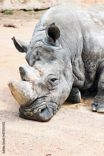 Sleeping Rhinoceros