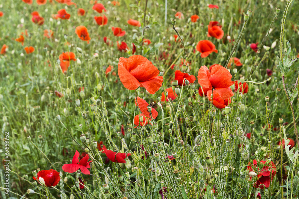 Obraz premium Red Poppies