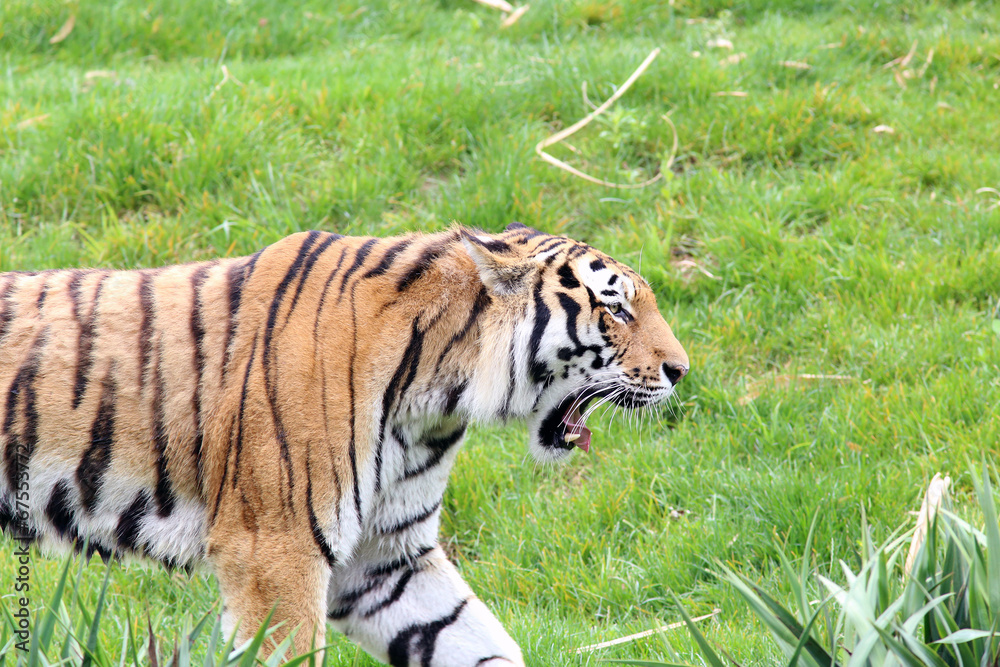 Fototapeta premium Tiger