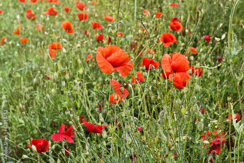 Red Poppies