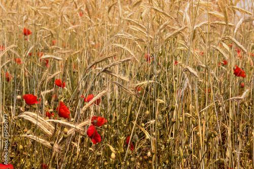 Red Poppies and Wheat Field