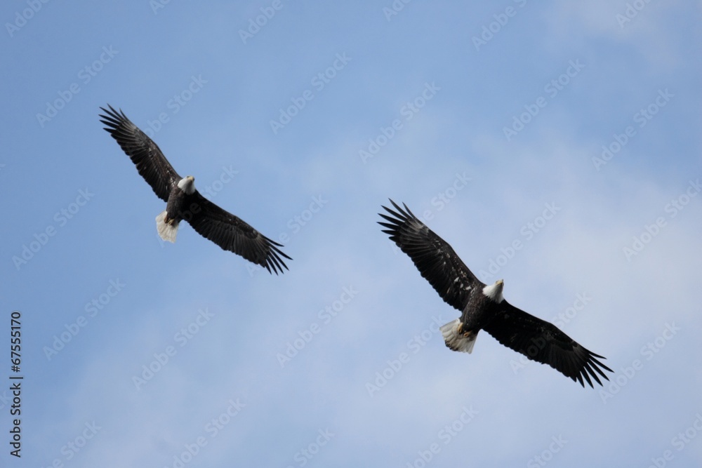 Pair of Adult Bald Eagles (haliaeetus leucocephalus) Pair of Adult Bald Eagles (haliaeetus leucocephalus)
