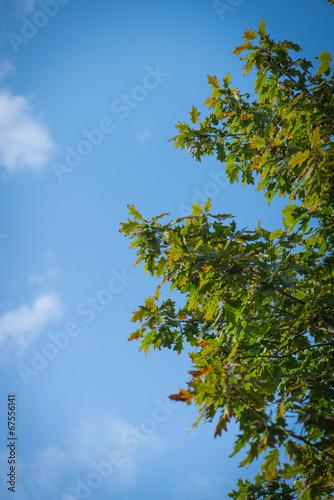 Autumn leaves with the blue sky background