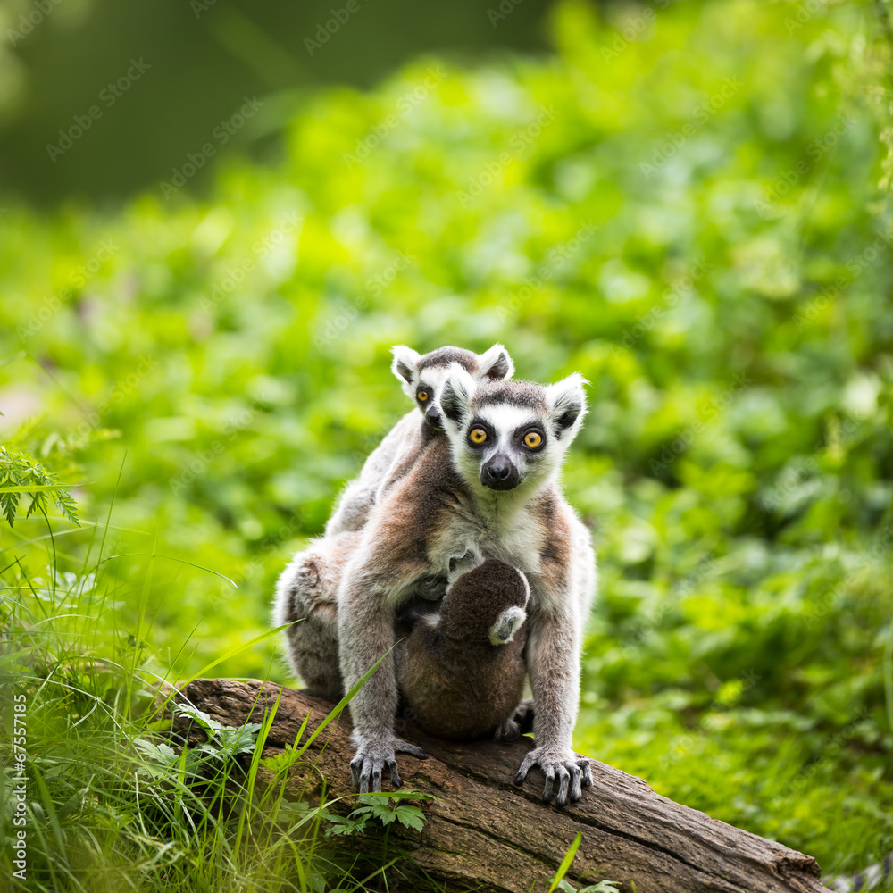 Obraz premium Lemur kata (Lemur catta)