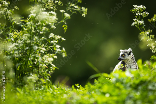 Lemur kata  Lemur catta 