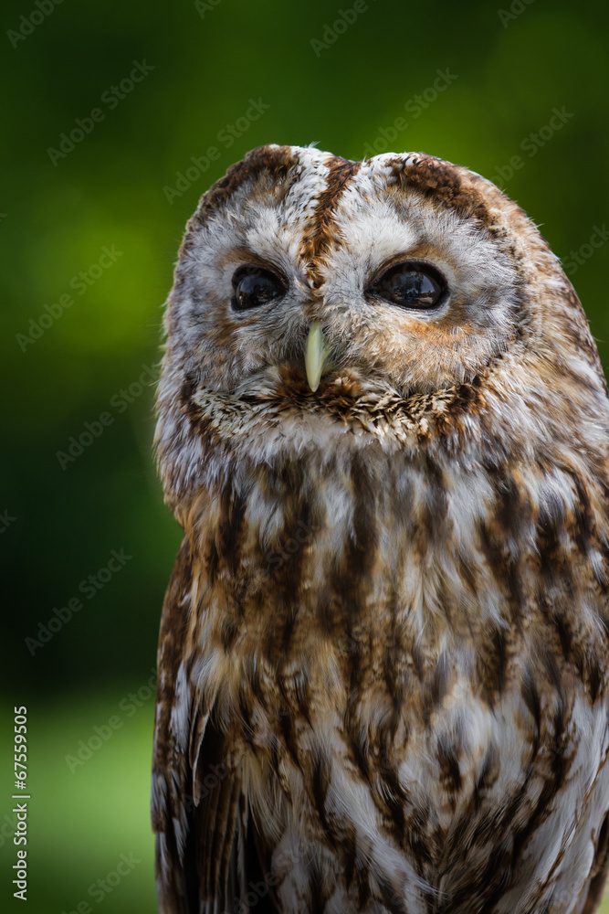 Obraz premium Barred owl (strix varia)
