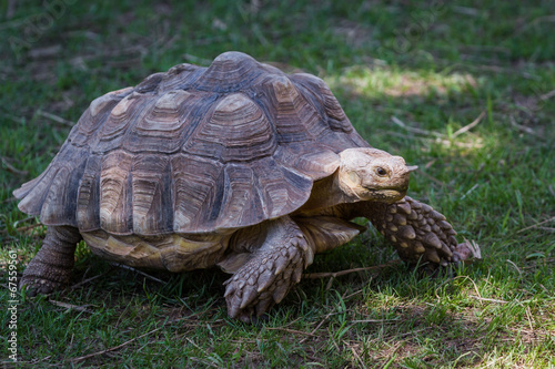 African spurred tortoise © wollertz