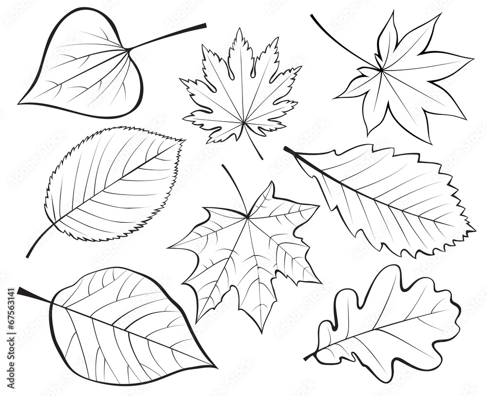 Fototapeta premium Set of leaves