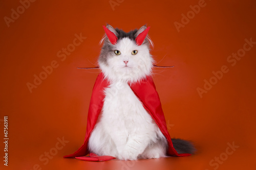 Cat in a devil costume