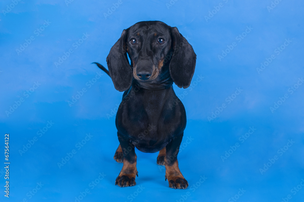 dachshund isolated on a colored background dachshund isolated on a colored background