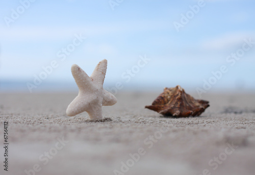 Beach sand sea shell and starfish