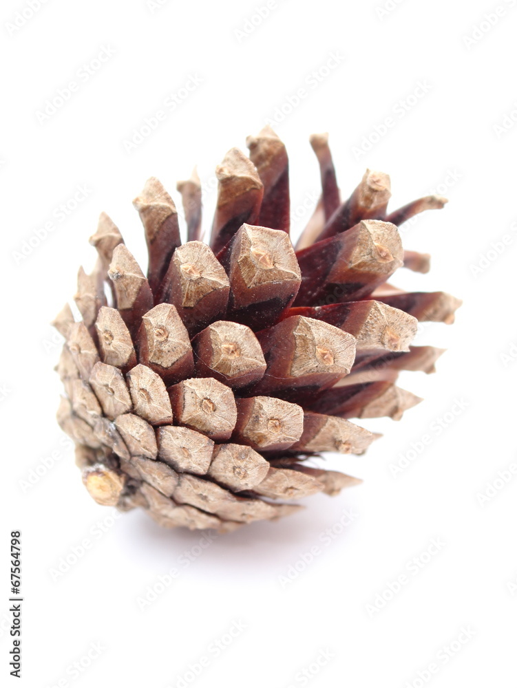 Pine cone on white background Pine cone on white background