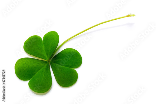 Photographie Clover white background