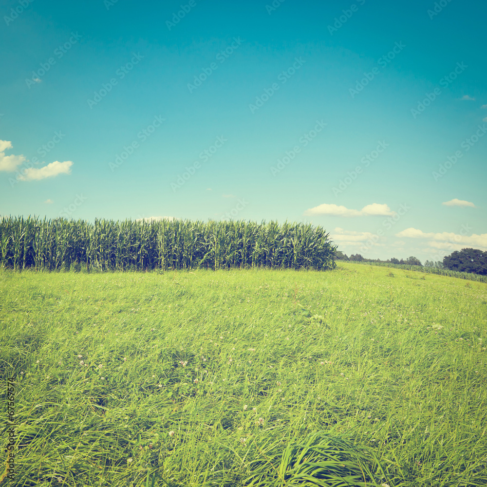 Fototapeta premium Corn