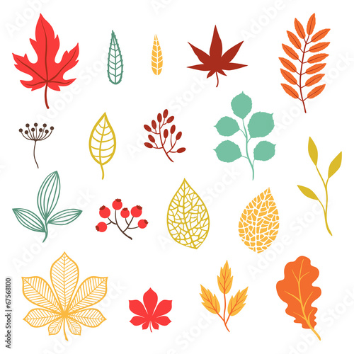 Set of various stylized autumn leaves and elements.