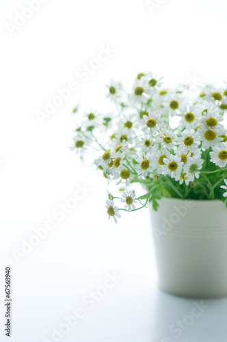 Wallpaper Mural カモミール　カミツレ　マトリカリア Torontodigital.ca