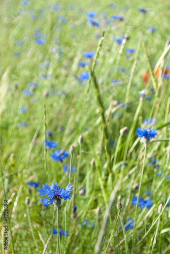 Wild Flowers - Blue cornflower in a field