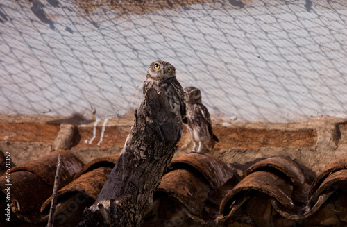 Small owls on recovery center photo