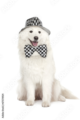 Samoyed 's dog on white background photo