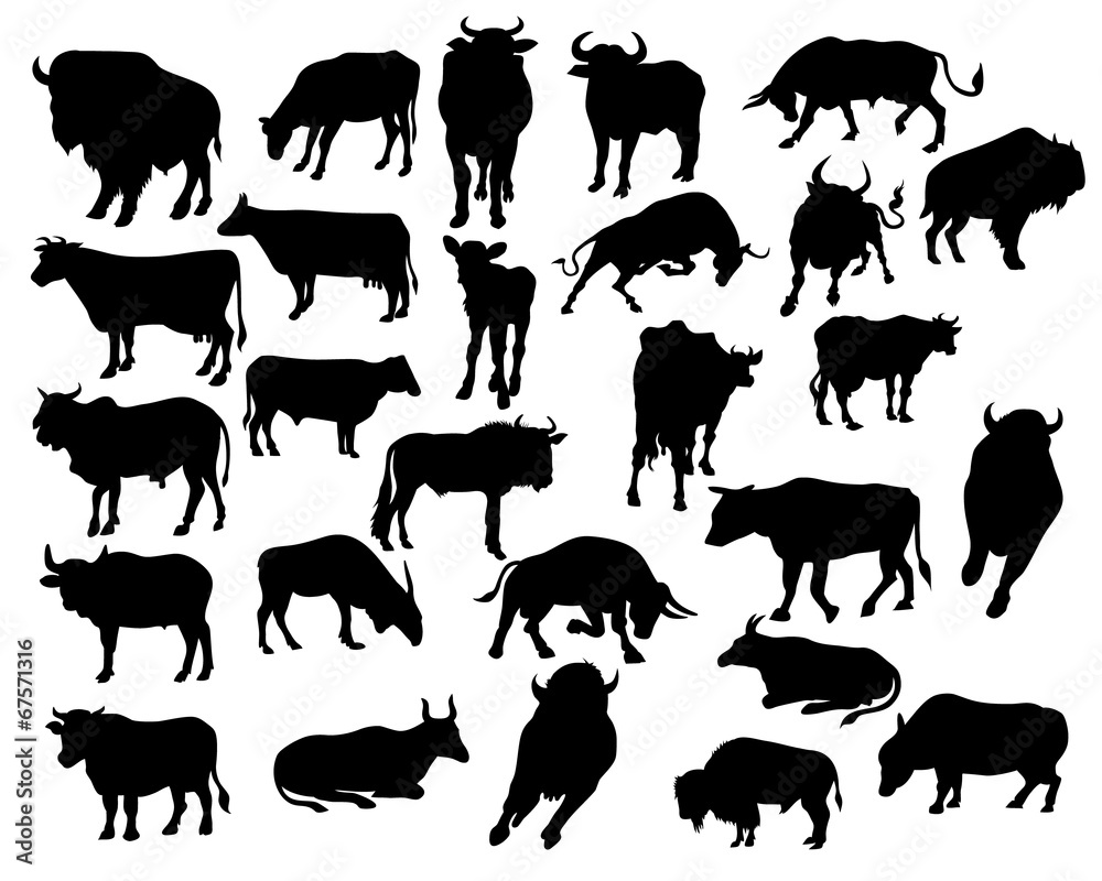 bull silhouettes on the white background