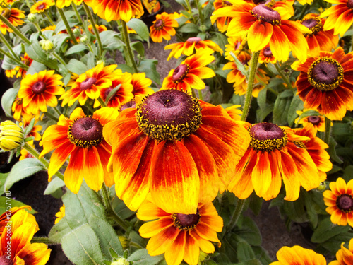 Sonnenhut Echinacea