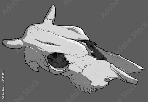 skull cow
