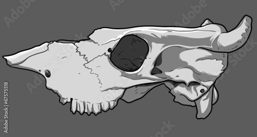 skull cow