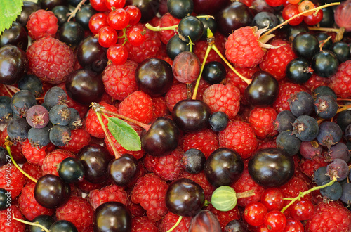 Fototapeta Naklejka Na Ścianę i Meble -  Assorted berries (raspberries, black and red currants, Saskatoon