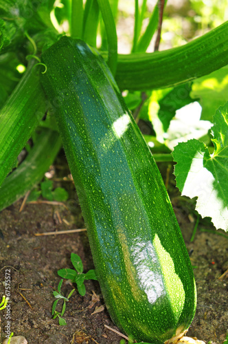Green zucchini in the garden
