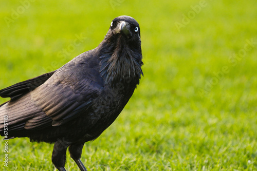 Torresian Crow photo