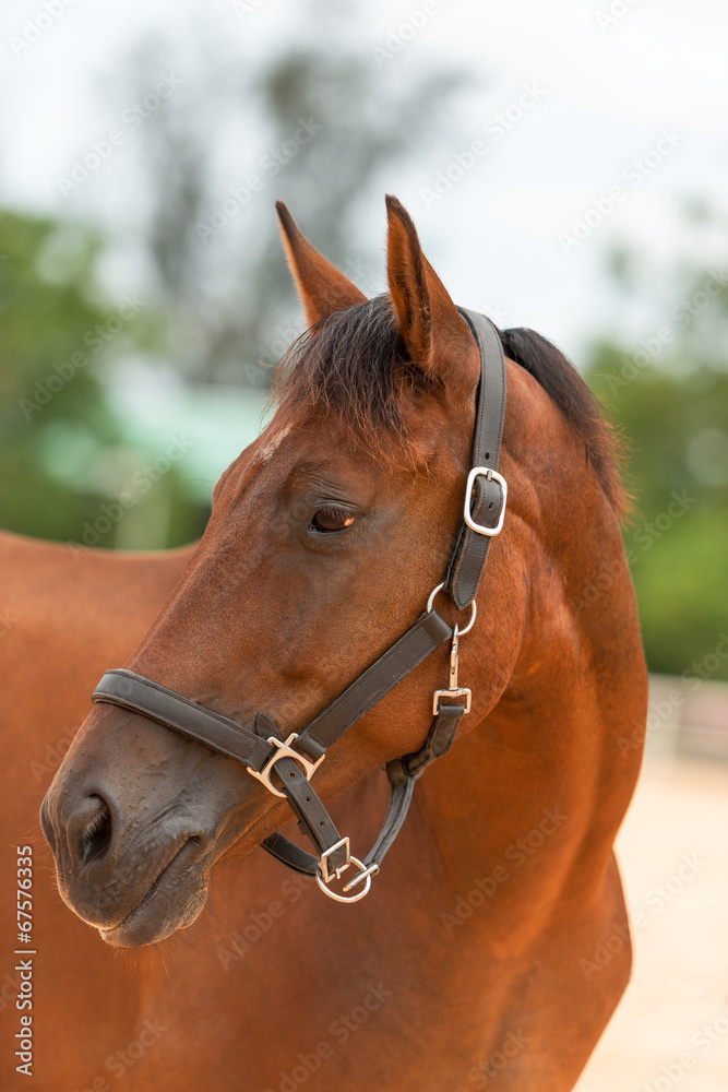 Fototapeta premium Horse close up