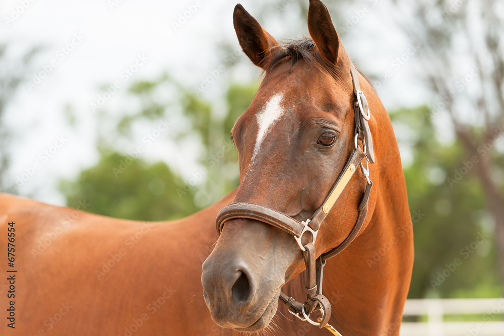 Fototapeta premium Horse close up