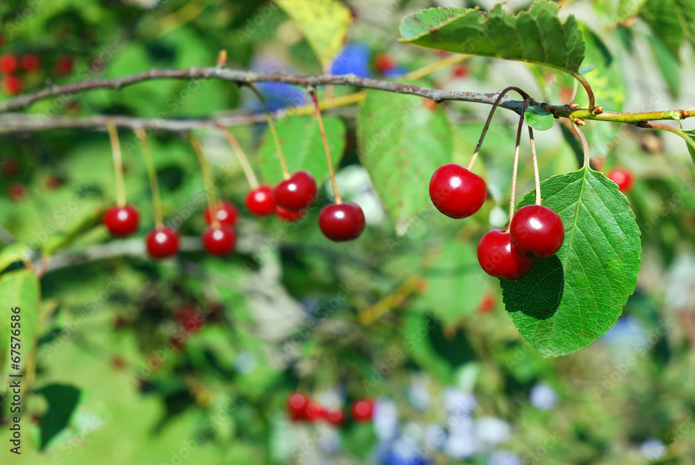 Ripe cherry on a branch