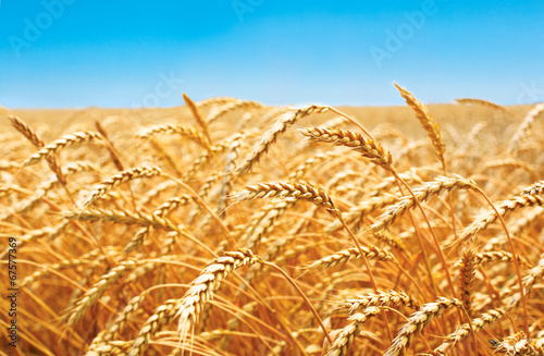 wheat field, fresh crop of wheat