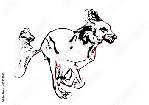 saluki illustration