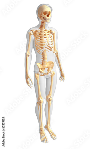 Male skeleton side view © pixdesign123